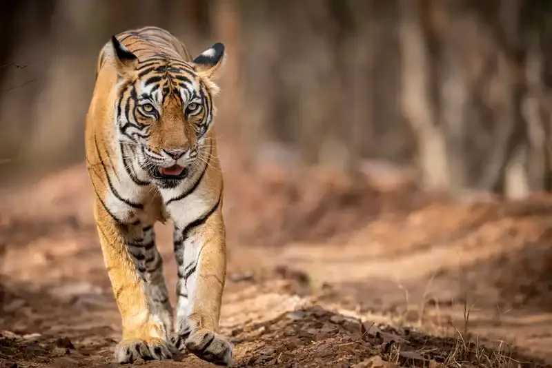Ranthambore