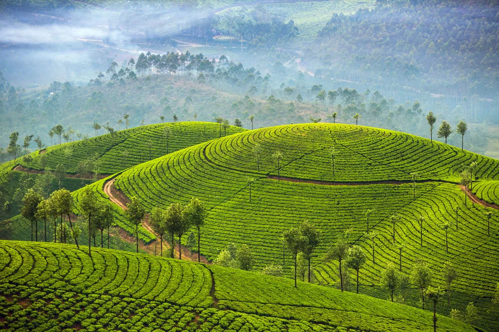 Kerala Hills, Wildlife and Backwaters Tour